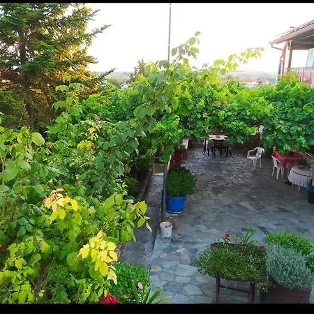 Sunflower * Sfendamion